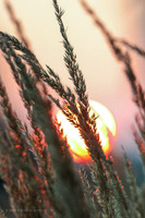 Wild grass at sunset