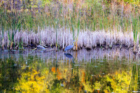 Fenner Nature Center