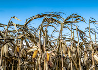 Michigan Cornfield, fall 2016