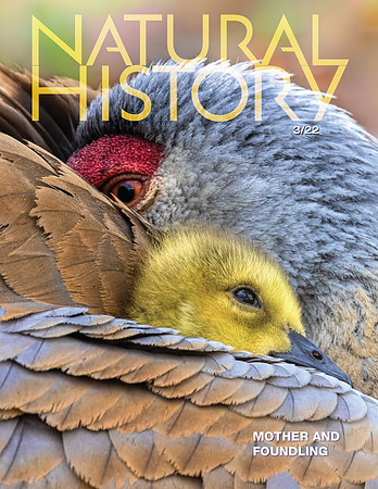 Cover, Natural History Magazine, March 2022 issue