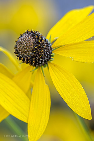 Shining Star Coneflower