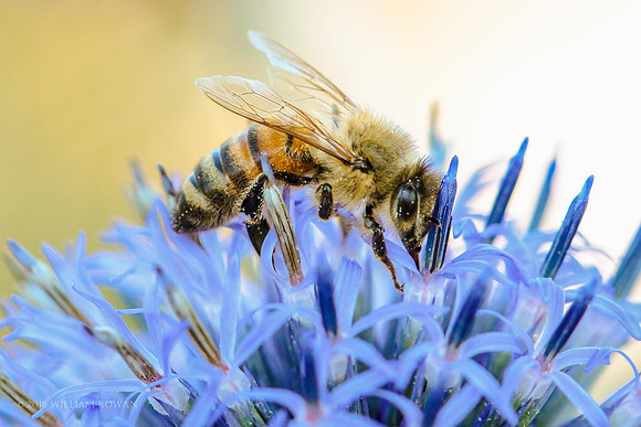 Honey Bee on Globe Thistle