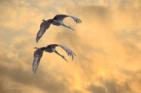 Sandhill Cranes