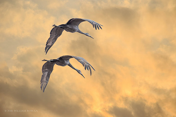 Sandhill Cranes