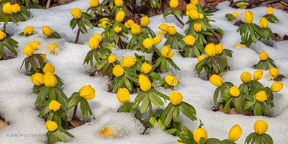 Winter Aconite 2