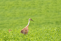 Sandhills in Farmland