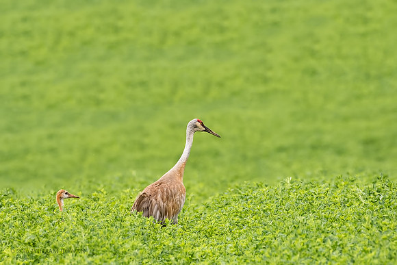 Sandhills in Farmland