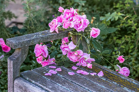 Rose petals falling on a bench . . .