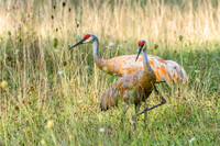 Sandhill Couple