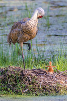 Newborn