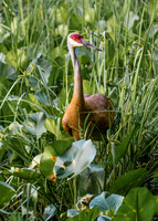Sandhill Crane Mom
