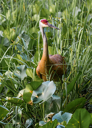 Sandhill Crane Mom