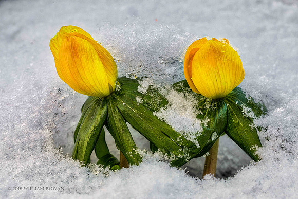 Winter Aconite 1