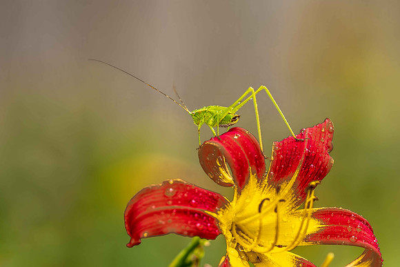 Grasshopper
