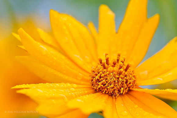 Coreopsis
