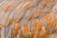 Sandhill Wing Feathers