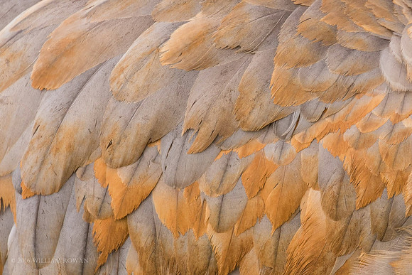 Sandhill Wing Feathers