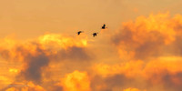 Dawn at the Phyllis Haehnle Sanctuary
