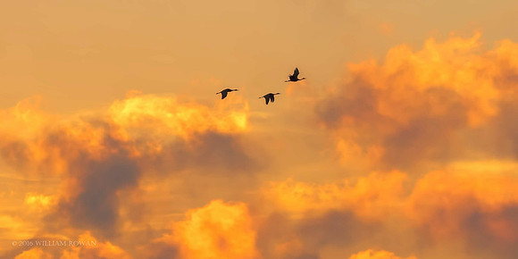 Dawn at the Phyllis Haehnle Sanctuary