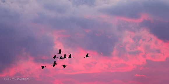 Fly In to the Bellevue Sanctuary