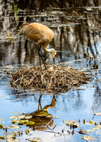 Crane Family