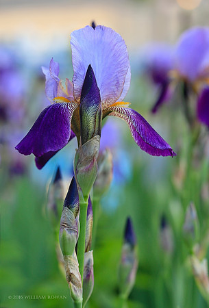 Iris