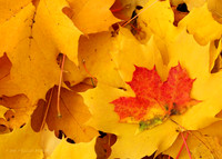 Norway Maple