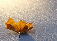 Frosty Morning