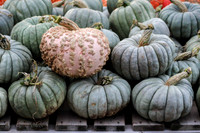 Heirloom Pumpkins at Andy Ts in DeWitt, MI