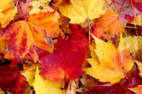 Leaf Floor, fall 2013