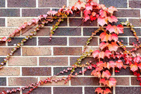 Ivy