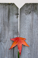 Backyard Fence