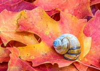 Former Snail Home