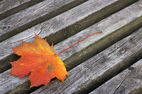 Park Bench and Sugar Maple Leaf