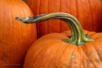 Pumpkins at Andy Ts in DeWitt, MI